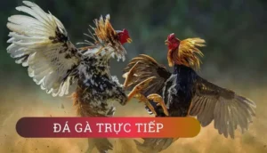 Đá Gà H3BET: Bí Quyết Cá Cược Thành Công Lớn