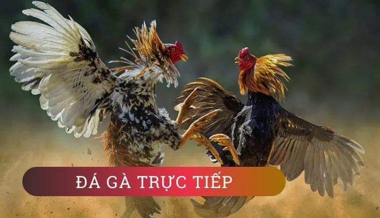 Đá Gà H3BET: Bí Quyết Cá Cược Thành Công Lớn