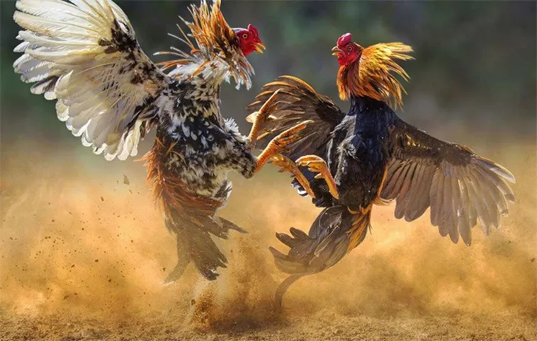 Đá Gà Moto88: Bí Quyết Thắng Lớn Từ Chuyên Gia 2 Đá Gà Moto88: Bí Quyết Thắng Lớn Từ Chuyên Gia