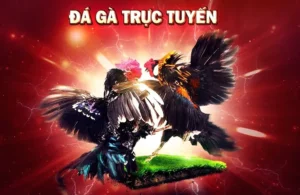 Đá Gà AZBet88: Bí Quyết Thắng Lớn Từ Chuyên Gia Cá Cược