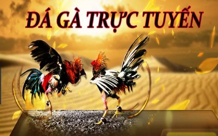 Đá Gà HB88: Xu Hướng Giải Trí Cá Cược Đỉnh Cao 2025 2 Đá Gà HB88: Xu Hướng Giải Trí Cá Cược Đỉnh Cao 2025